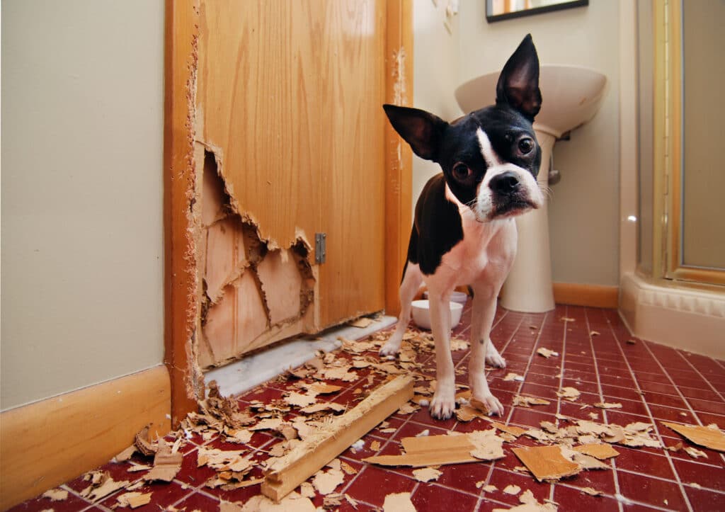 Dog demonstrates bad behavior by chewing on a door inside the home