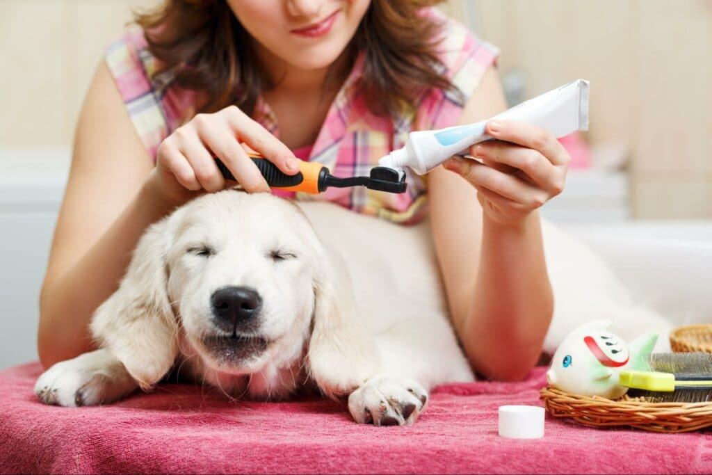 A dog owner prepares to brush her pup’s teeth with animal-approved toothpaste and toothbrush. Her furry friend is relaxed and calm.