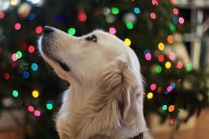 dog in front of lights