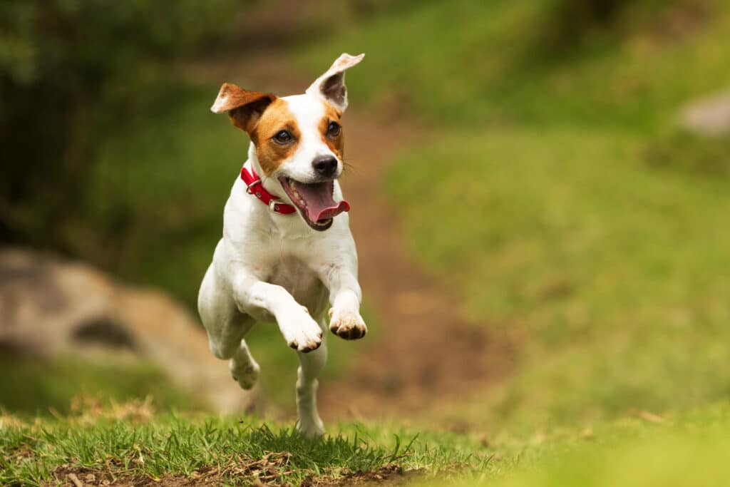 a high-energy dog runs through the grass