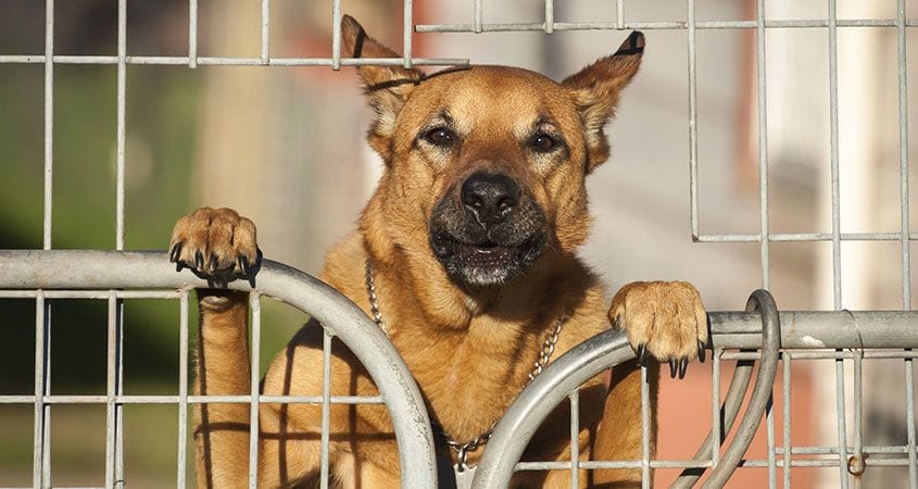 dog looking over fence | liability insurance