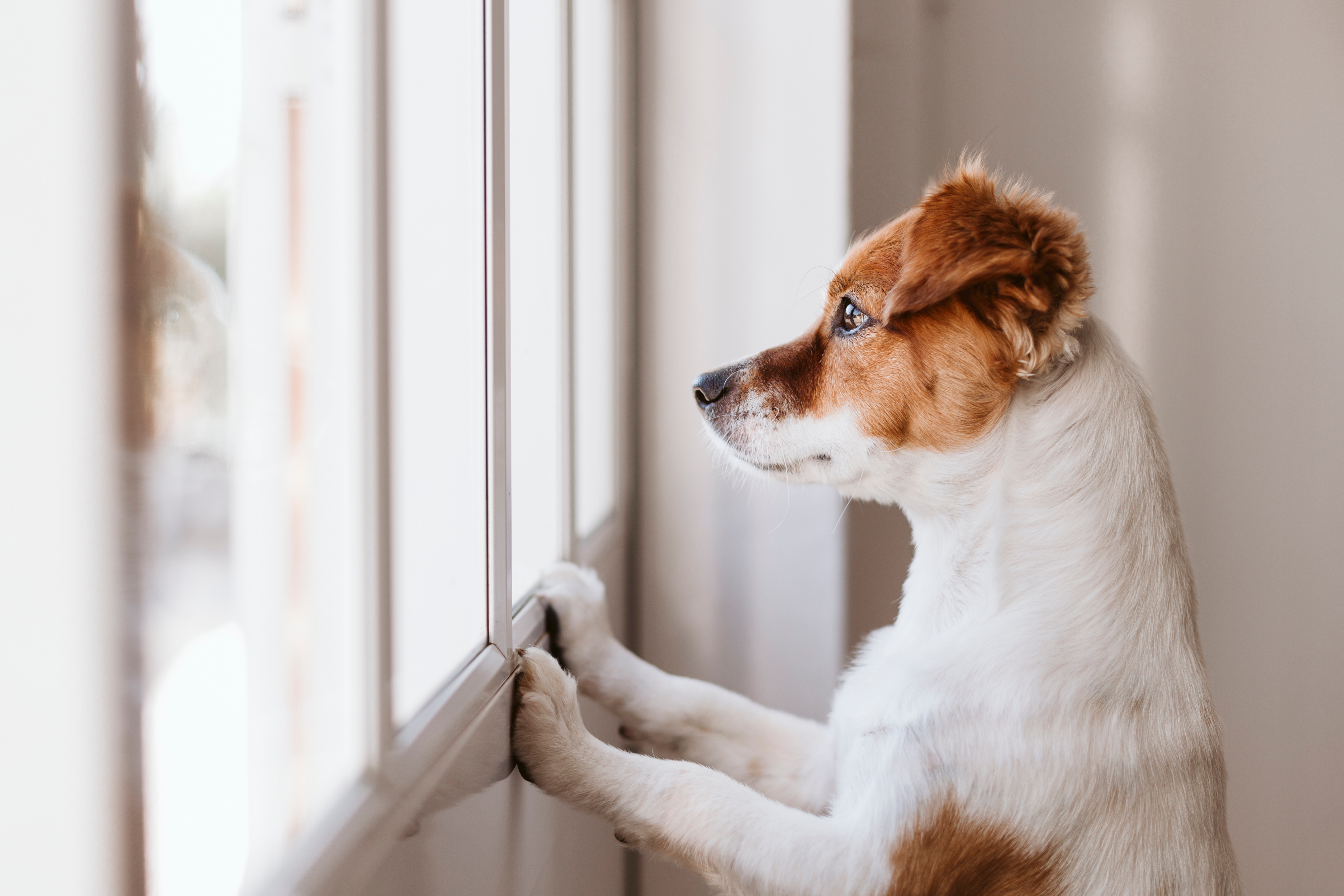 A dog looks out the window waiting for his owner to return