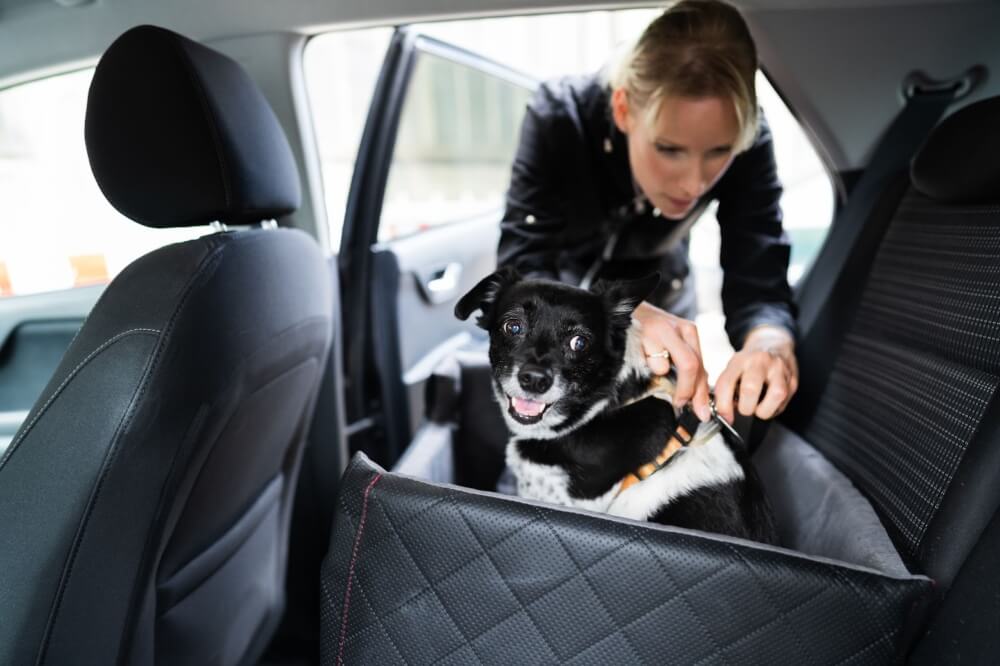 A woman secures her dog in a crate-like seat. This crate will keep her pup secure during a long ride. Read here for more ways to prevent motion sickness in dogs.
