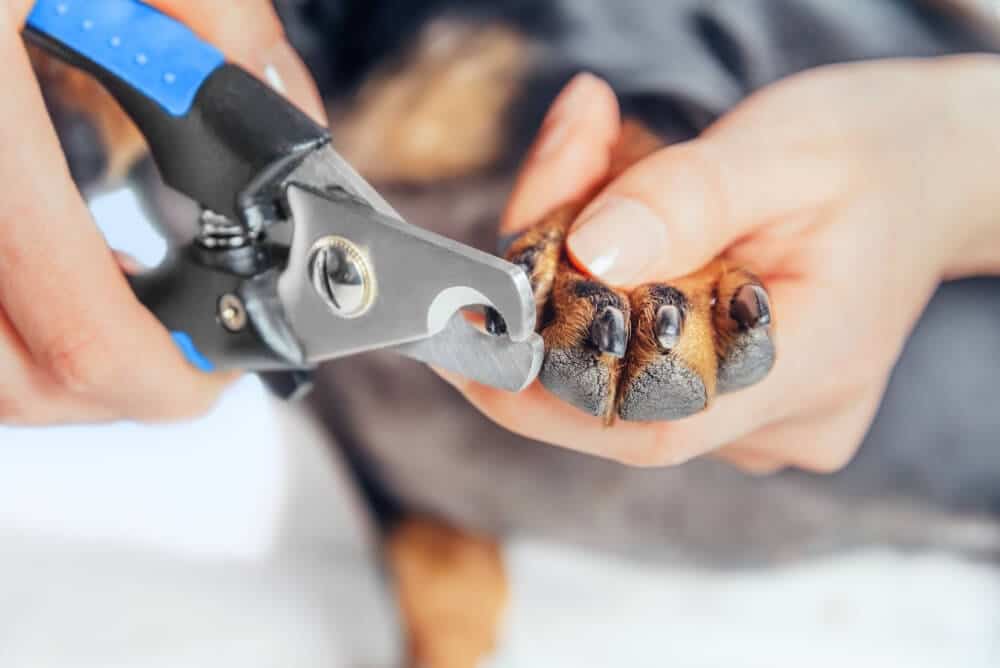 A dog gets a much-needed nail trimming from his loving owner. She chooses to use guillotine clippers because they are the most comfortable for her pup.