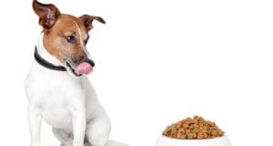 A dog looks at a bowl full of food.