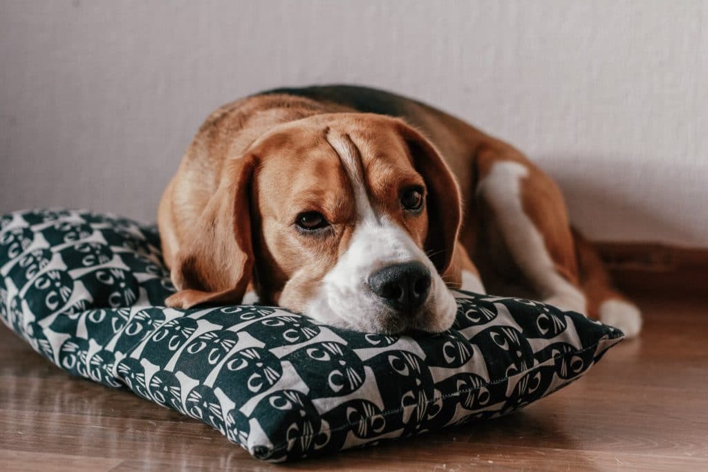 a dog rests on a pillow after a seizure
