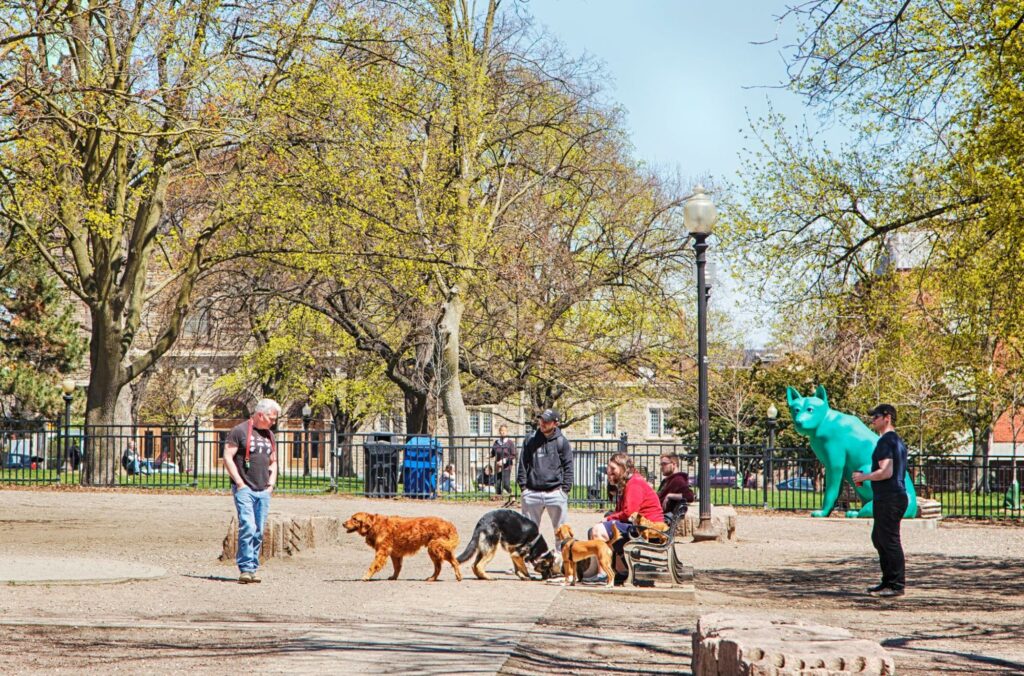 Dogs gather at the local dog park for play and socialization. These parks are fun for both humans and their pets. However, proper planning and obeying the rules are vital.