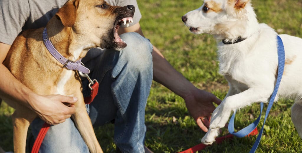A dog owner tries to separate two fighting pets at the dog park