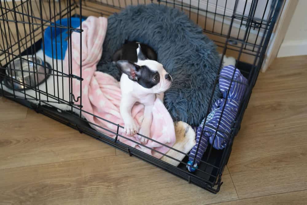 A cute dog relaxes in her crate with a comfortable bed and blankets. Pet owners sometimes face the challenge of their puppy randomly peeing and pooping in the crate.