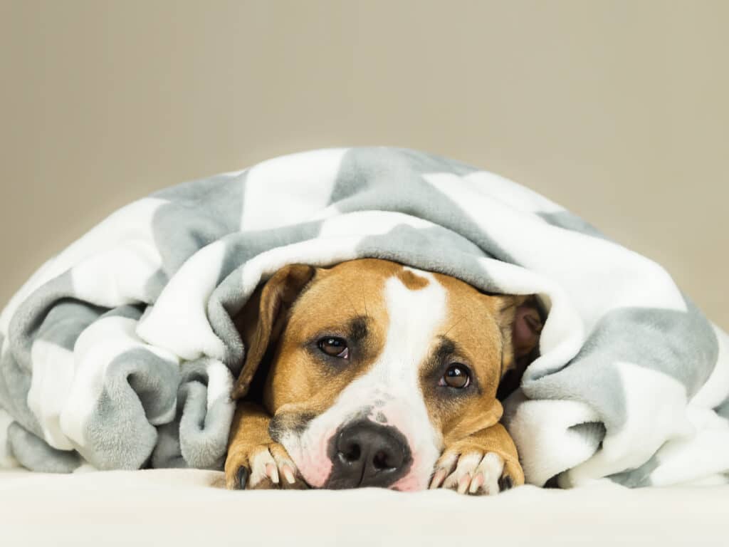 dog is sick with diarrhea and snuggles in a blanket