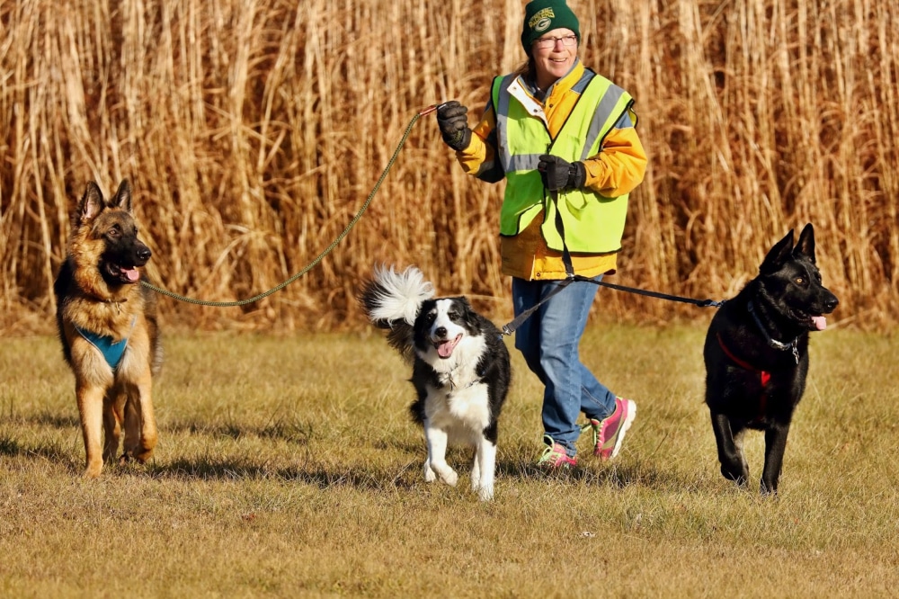 A woman walks her dogs on a chilly fall day. She wears a yellow vest for safety so others can see her from a distance. Read this article for a list of items to keep on you.