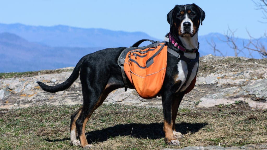 dog goes for a walk with backpack on for exercise