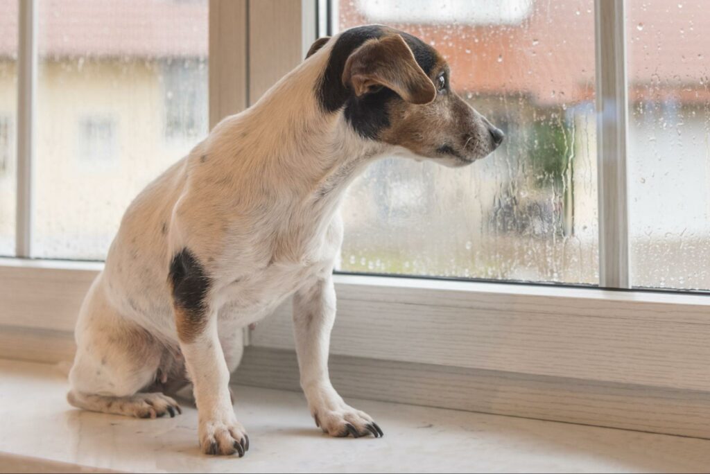 a dog watches a storm through a window