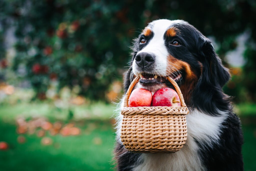 A dog carries a basket of apples.