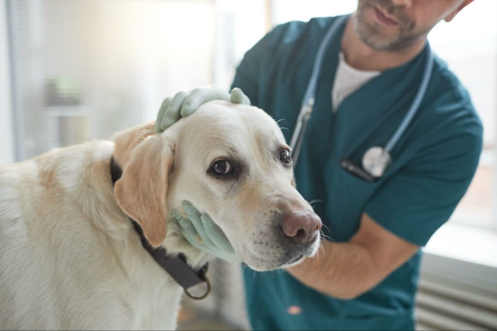 A dog with bone cancer at the vet getting treatment.