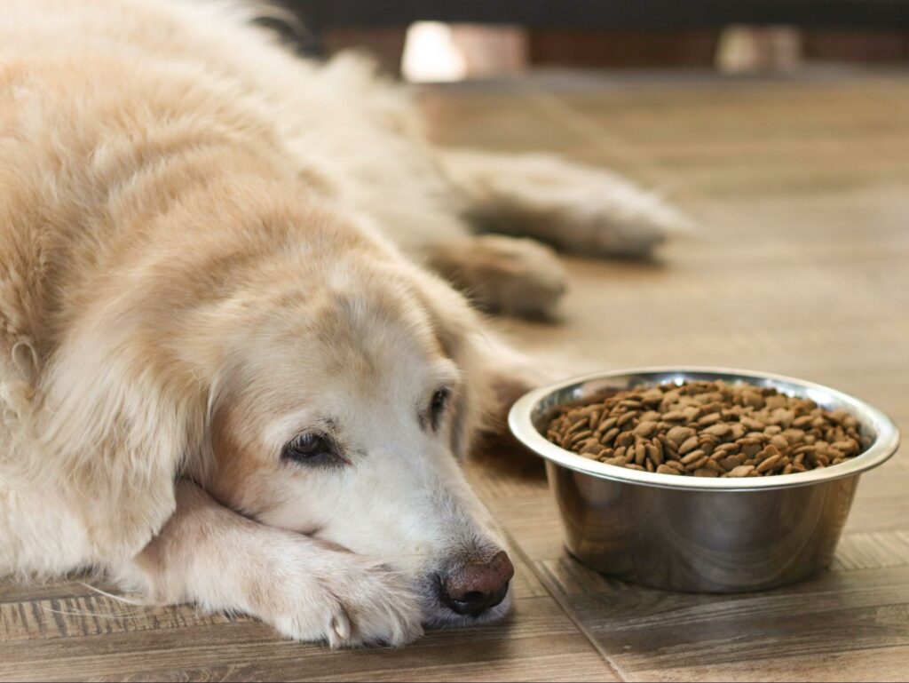 A dog with symptoms of bone cancer won’t eat its food.