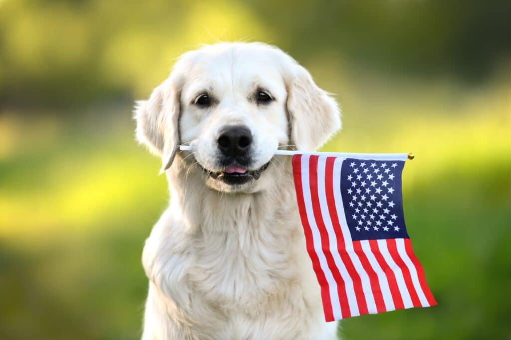 A cute dog holds an American flag in his mouth