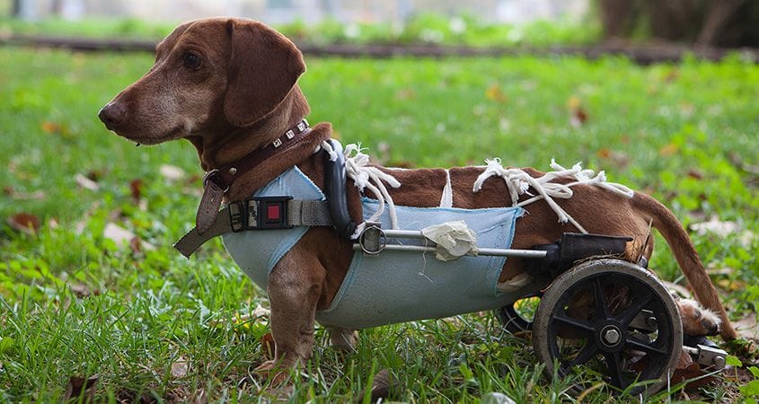 a dachshund sports his new walking aid
