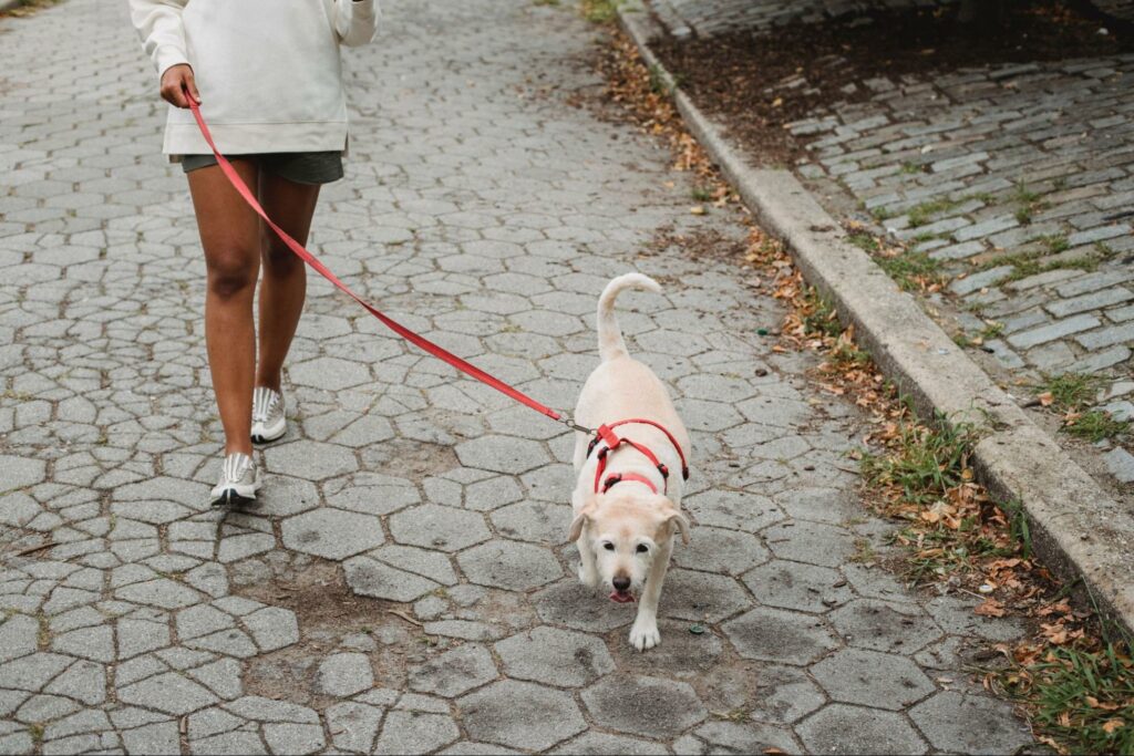 A woman takes her dog on daily walks for exercise and fresh air. Learn how to train your dog for your apartment.