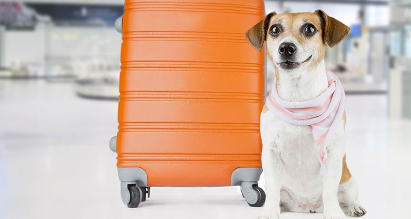 A dog helps calm fears and anxiety of travelers.