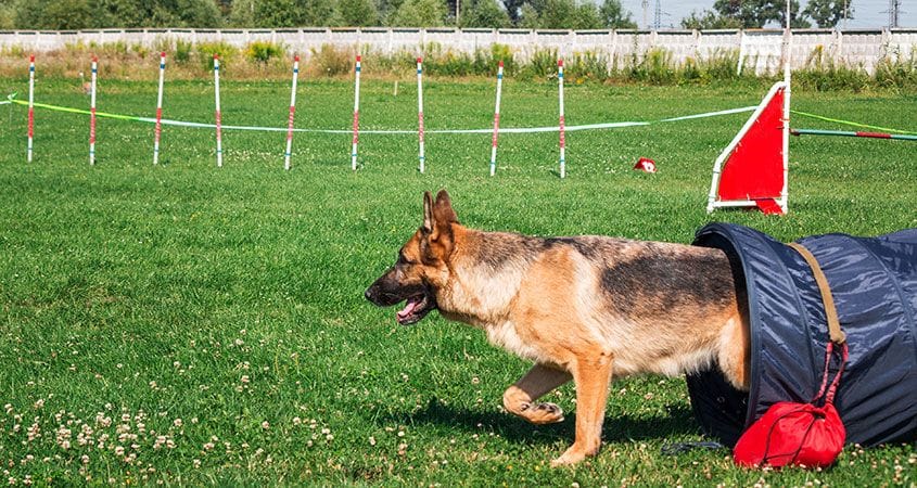 A dog goes through an exercise obstacle course