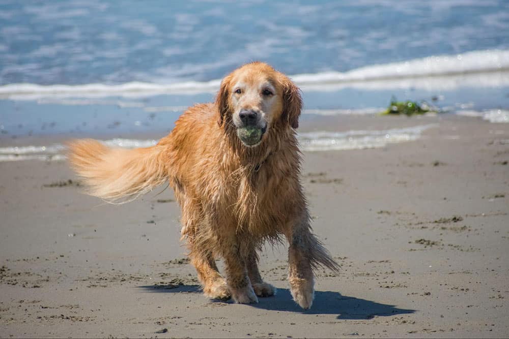An older canine plays a fun game of fetch at the beach with his owner. Knowing how to properly exercise your senior dog is essential for their safety and well-being.