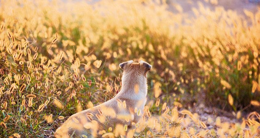 A dog goes for a walk in tall grass that could have foxtails