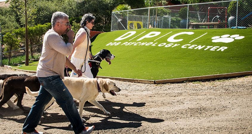 Cesar Millan works with some dogs on behavior training
