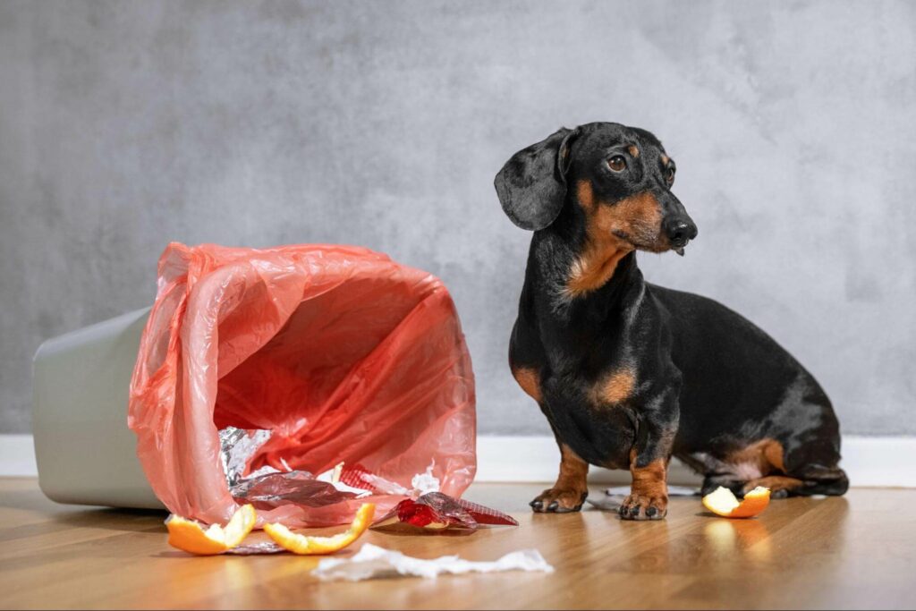 A curious Dachshund is caught digging in the trashcan searching for food. Learn more about the potential dangers in your home that can harm your new puppy.