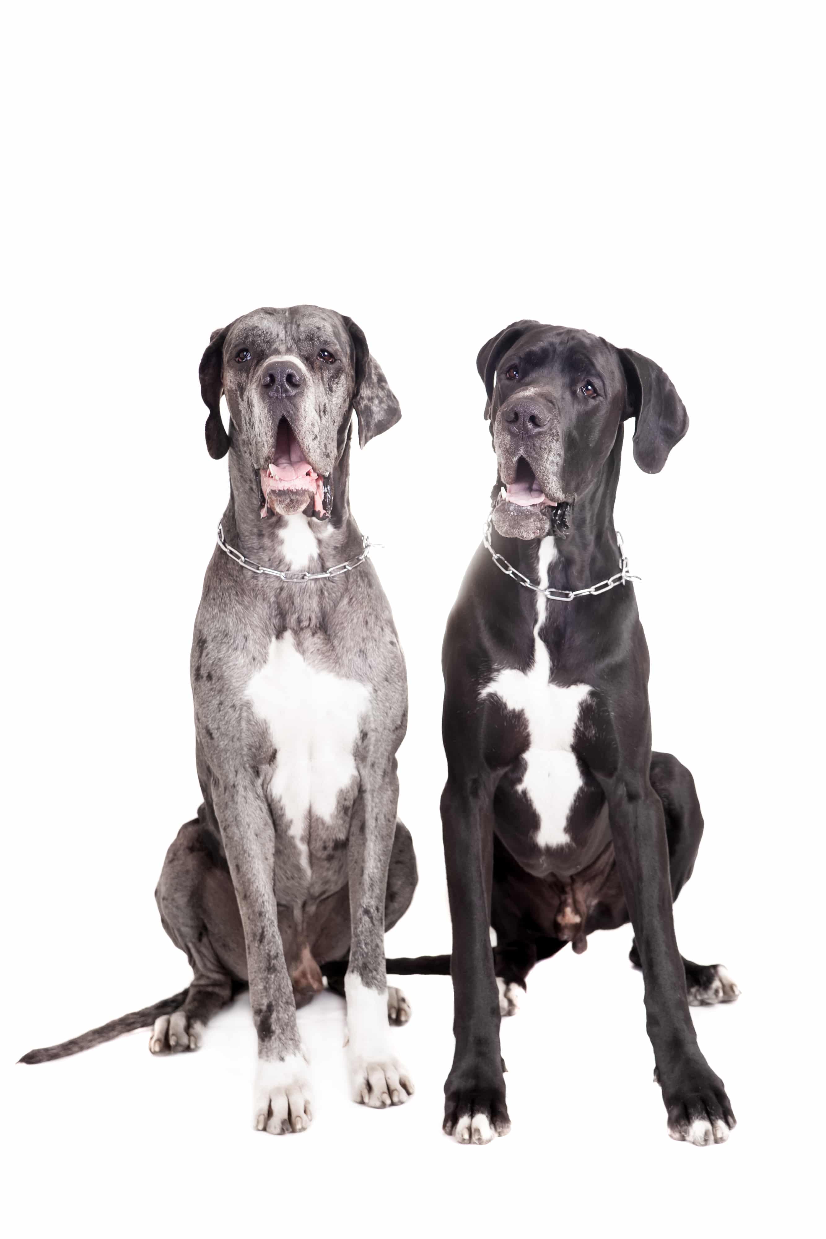 Two great Dane dogs on front of a white background