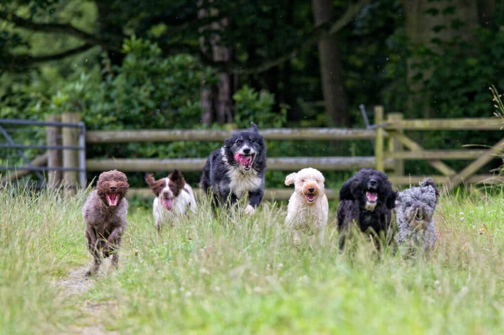 A group of different dogs play outside