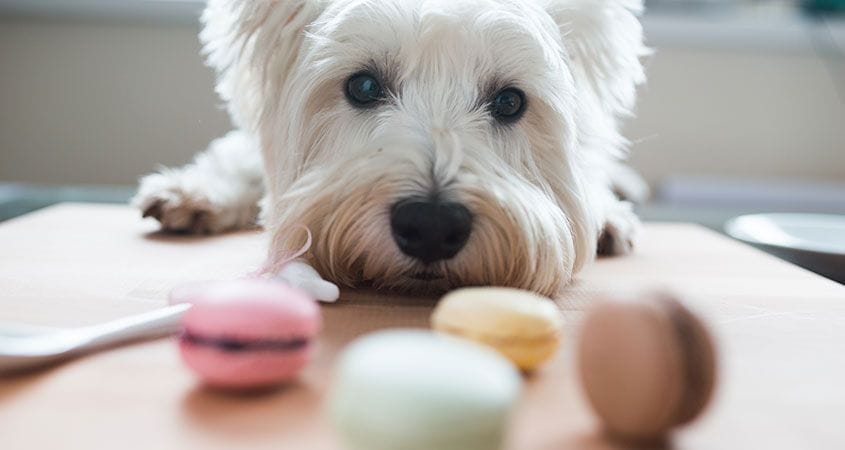 A dog eyes up some sweet treats that are not meant for her.