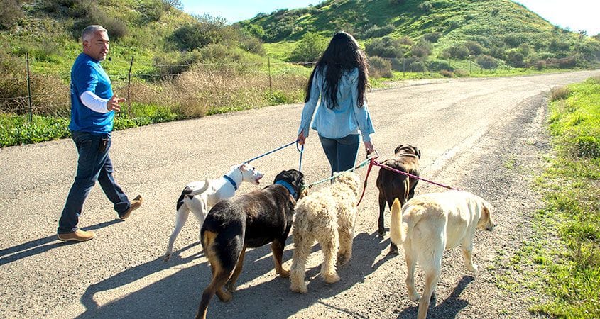 woman walking dogs | honor instinct