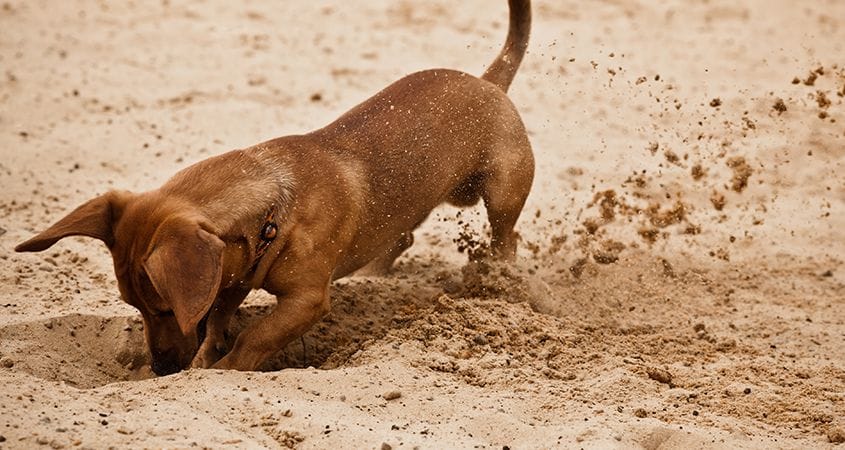 A dog digs a hole in the back yard of his home.