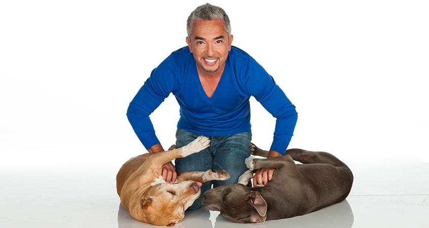 cesar plays with two dogs that he is training