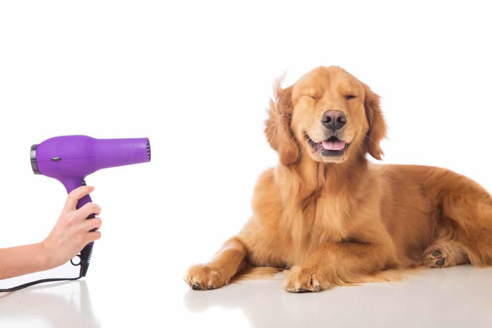 A golden retriever get’s his clean fur dried with a hair dryer. His owner keeps the tool at a safe distance so he does not get burned. Read here for more tips.