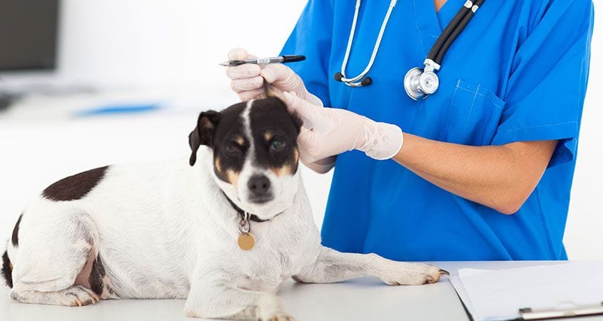 A dog is examined by his veterinarian. the visit is covered by his insurance