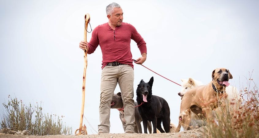 Cesar Millan trains a few dogs