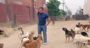 Cesar Millan trains a group of dogs