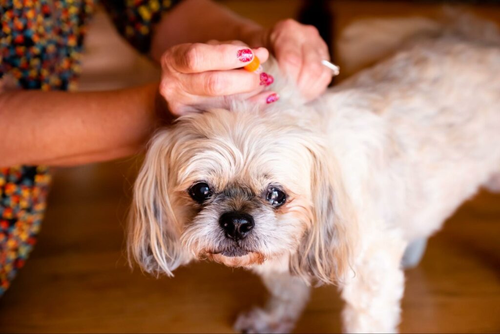 A woman gives her furry friend an insulin dose. Your pet care provider will demonstrate how you can administer the medicine from the comfort of your own home.