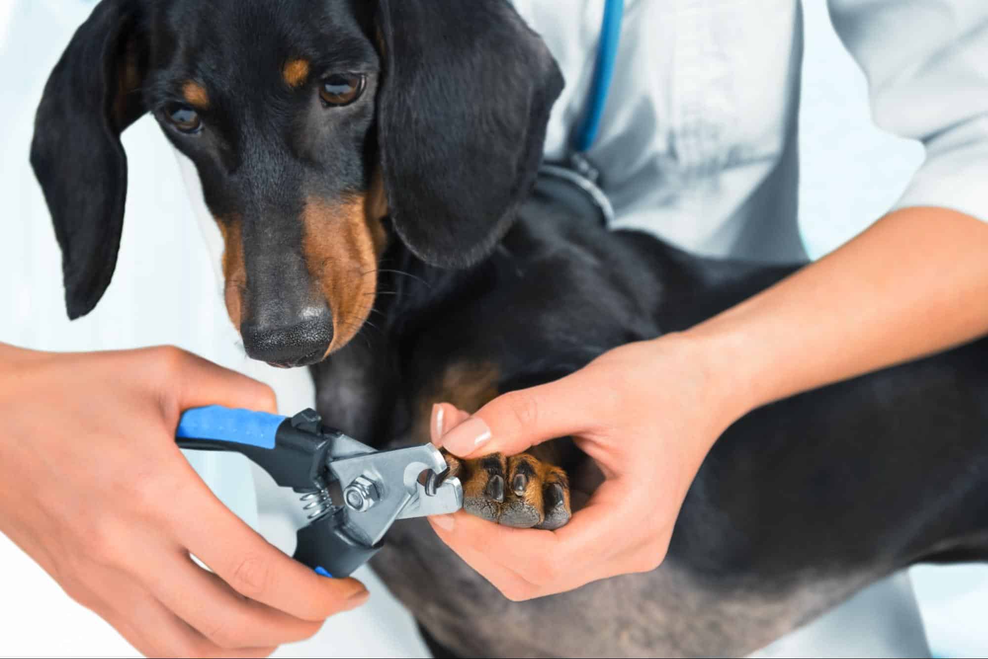 A veterinarian carefully trims a dachshund’s toenail to prevent them from getting caught. The pet owner watches to learn how to do at home.