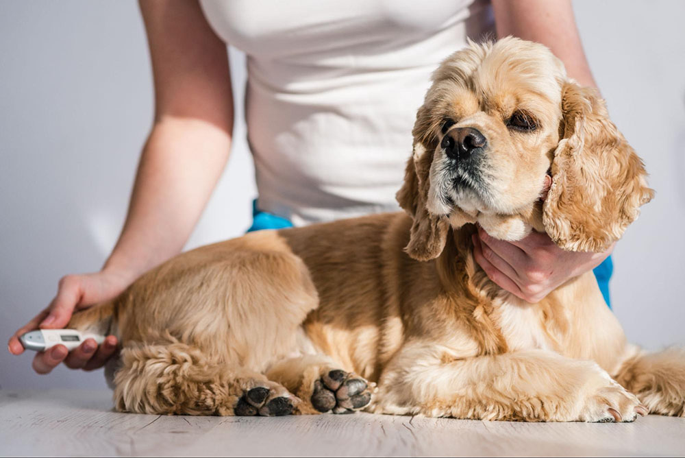 A cute dog gets her temperature checked at the vet’s office because her owner has noticed a few symptoms. Your pet care provider can help determine the cause. 