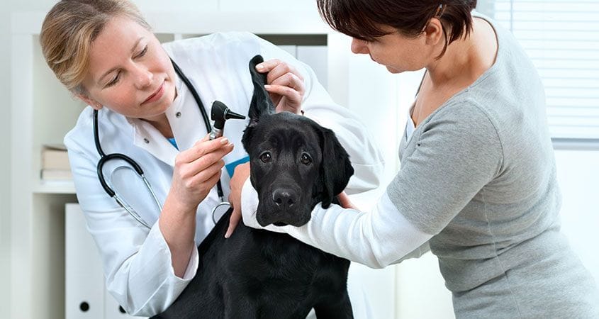A vet checks out a black lab.