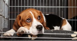 beagle in crate