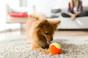 A cute puppy fetches a tennis ball inside the apartment. There are plenty of options for indoor exercise when you live in small spaces or when it’s too cold outside.