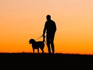 man walking dog at sunset
