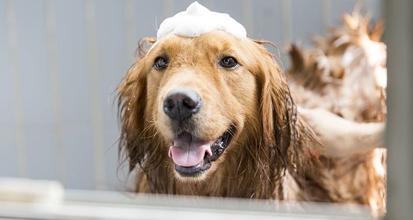 a dog gets a relaxing bath to get clean