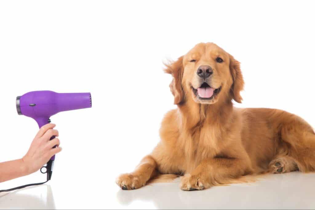 A dog gets his fur dried with a hairdryer after a nice bath. Read this article for tips on proper grooming techniques to keep your pet smelling fresh.