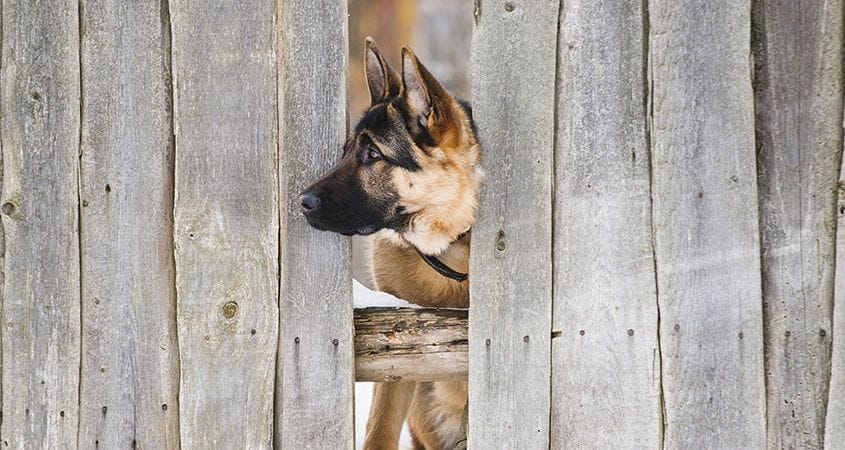 A german shepherd looks through a broken fence