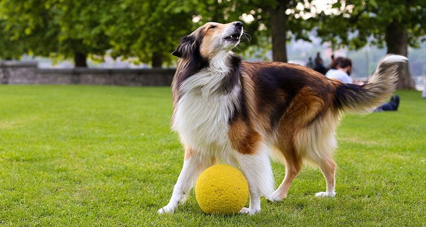 a dog plays with a ball at the park